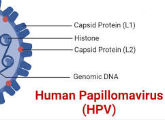 درمان قطعی hpv زیر 12 ماه
